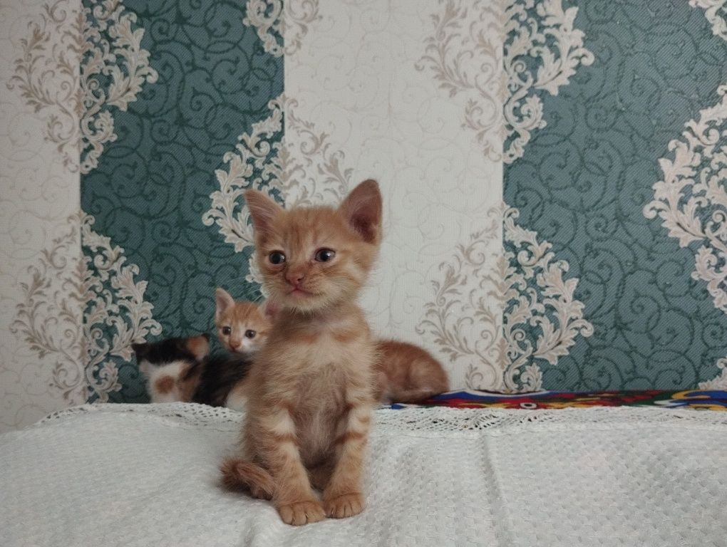 Отдам котят даром