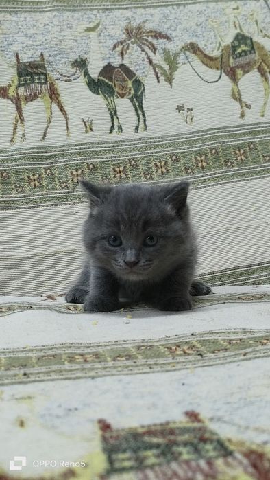 Котята девочки ищут дом. Возраст 1 месяц и неделя
