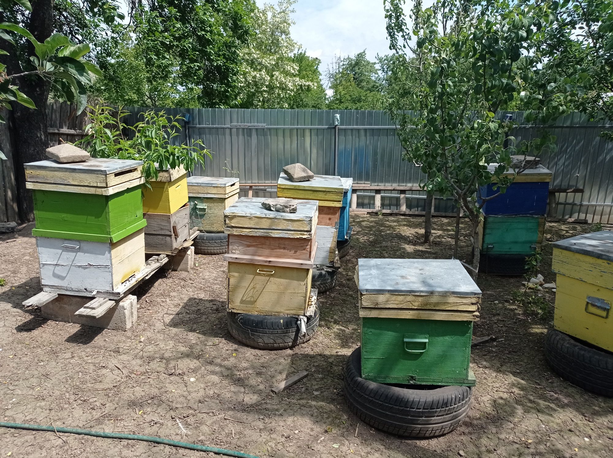 Vând 8 familii albine
