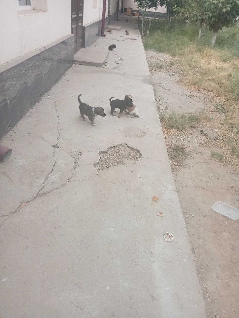 Kuchuk bolasi, 1 oylik, ovqat yeydi.