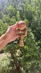 Kendama Krom x Sweets