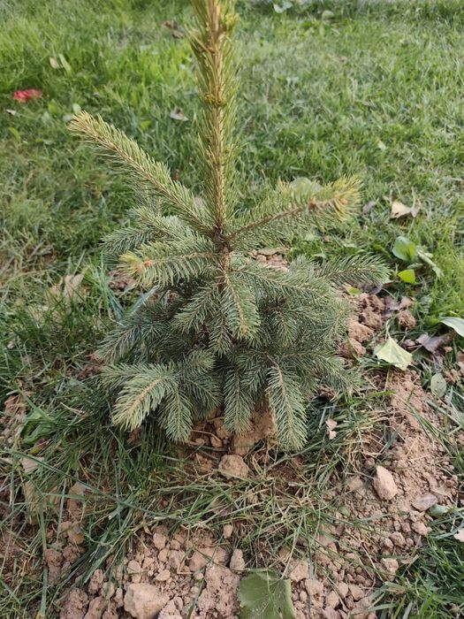 Арча голубой ел 4 та бор 50 см 40 см мошлашган бизни иклимга