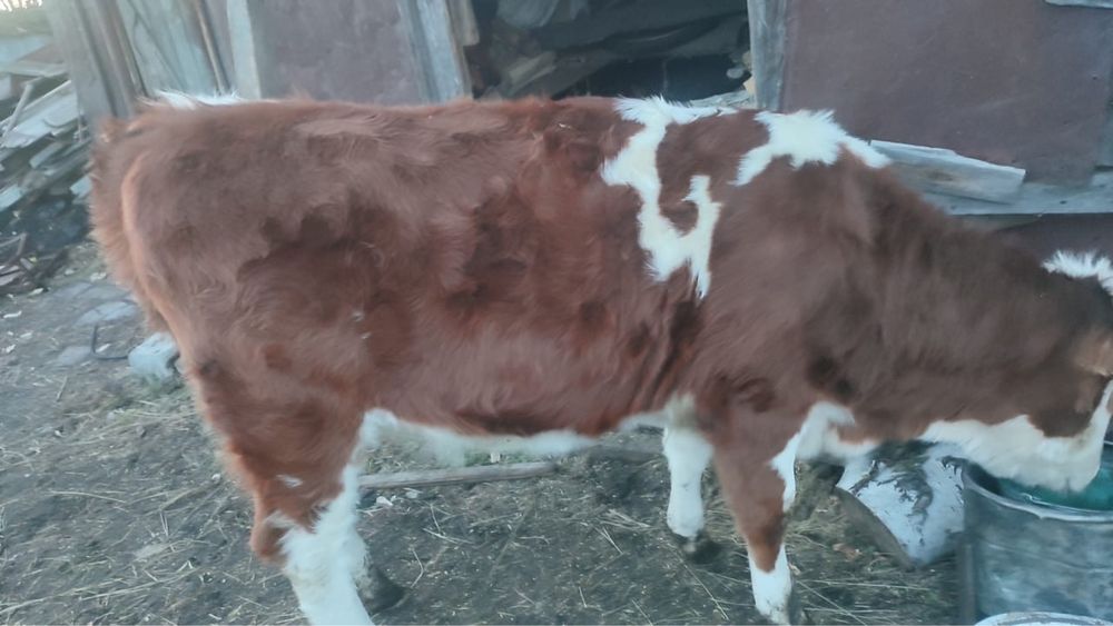 Продам телку Узункольский район