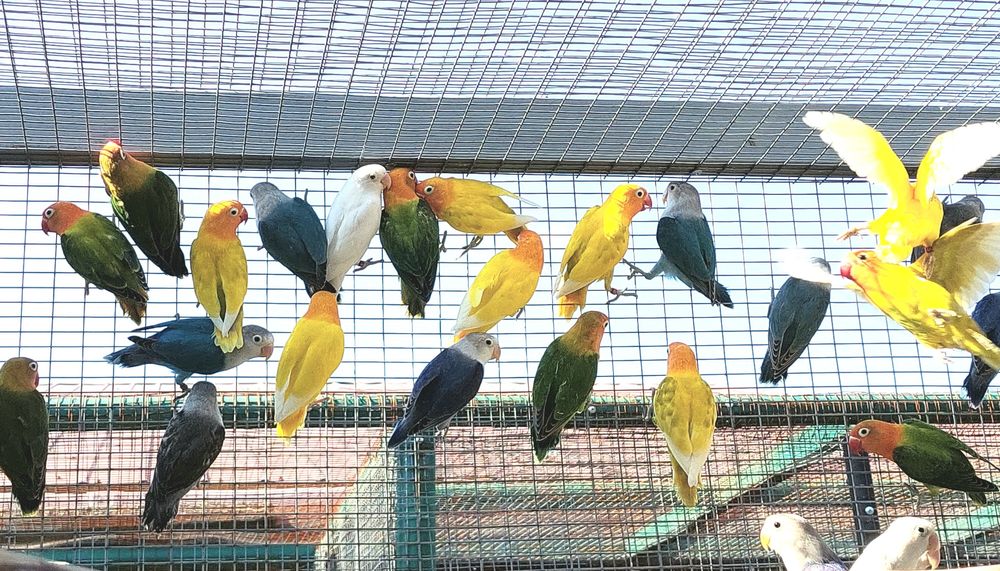 Agapornis Lilianae  maturi diferite culori