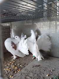 De vânzare porumbei rotati unguresc albi