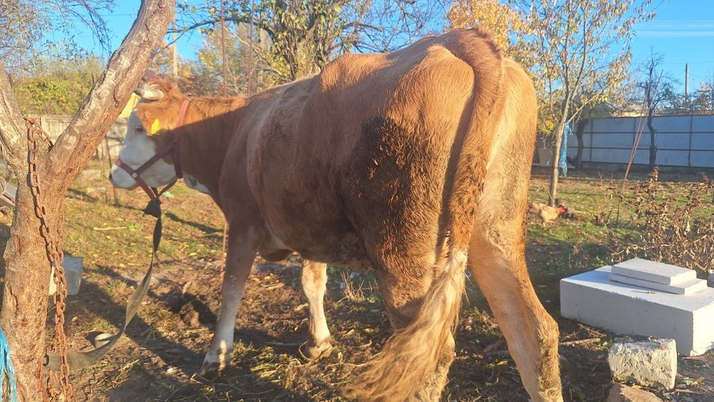 Vând vaca baltata românească