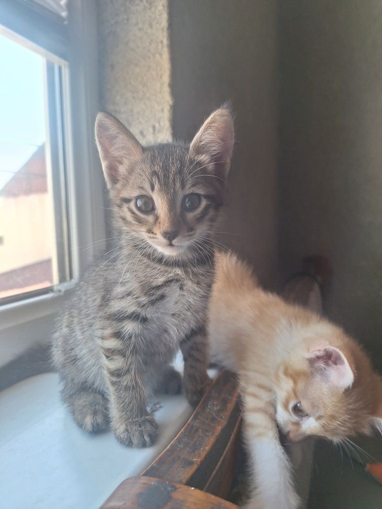 Отдам бесплатно котят