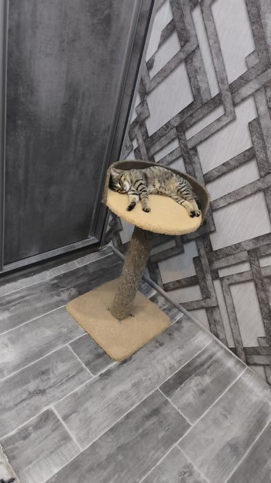 Одам в хорошие руки