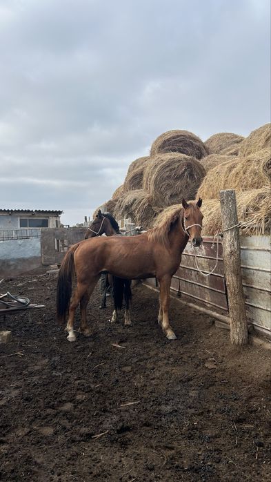 Жылык сатылады мунги жуас 5жасар