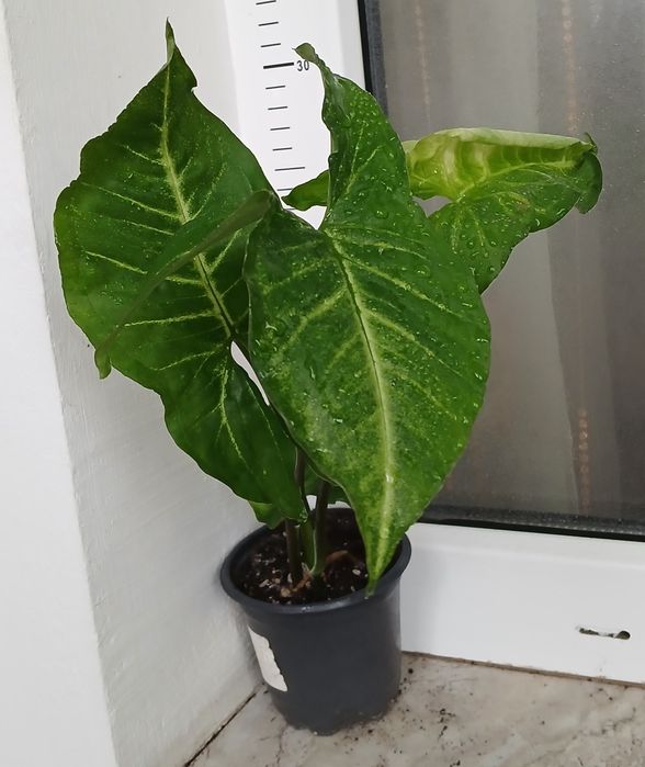 Сингониуми,Дяволски бръшлян, епипремнуми, монстера, пиперомия, мушкато