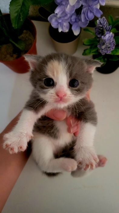 Шотланская вислоухая кошка