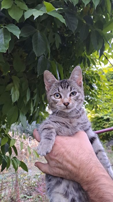 5 pui pisica, pt adoptie