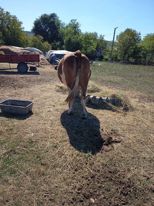 Vand vaca bălțată românească