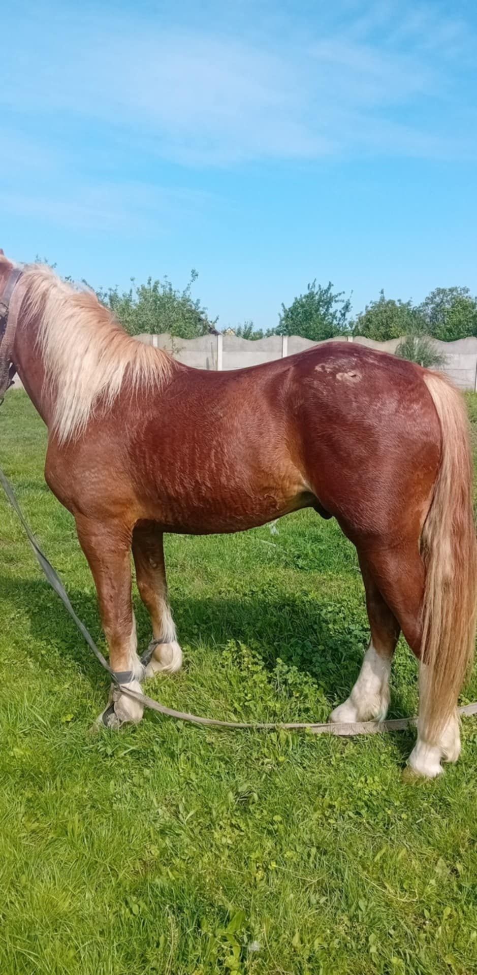 Mînz de un an si şase luni