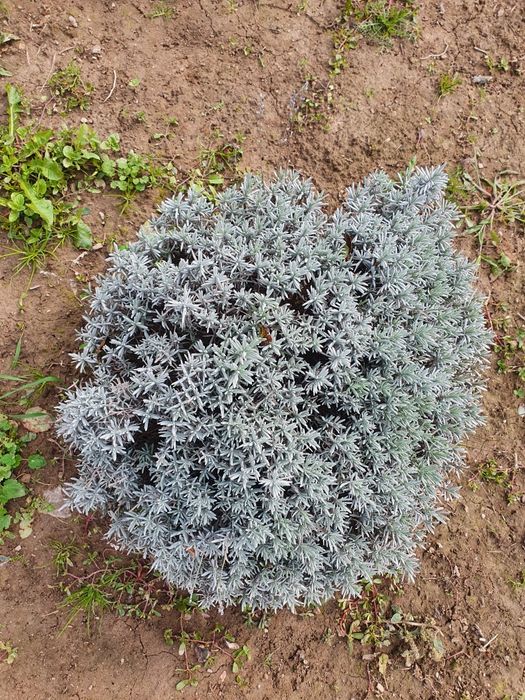 Tufe lavanda  anul 3