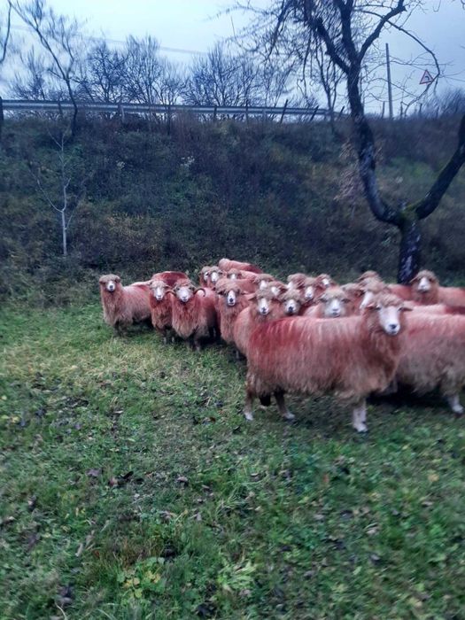 Vând 30 oi tinere – ideale pentru fermă