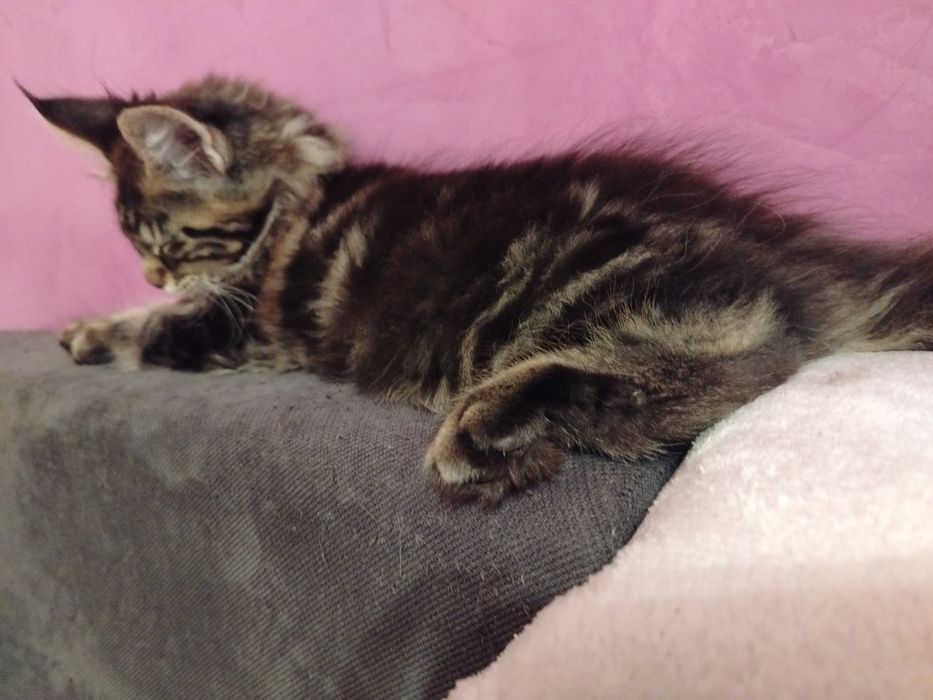 Baietel rasa pura Maine Coon