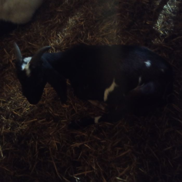 Vând țapi Anglo Nubian