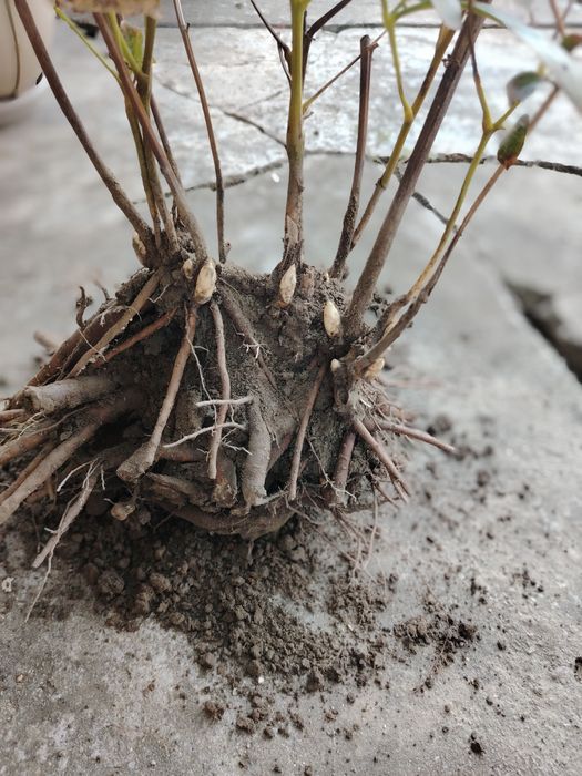 Rizomi Bujori(Peonie) Monsieur Jules Elie