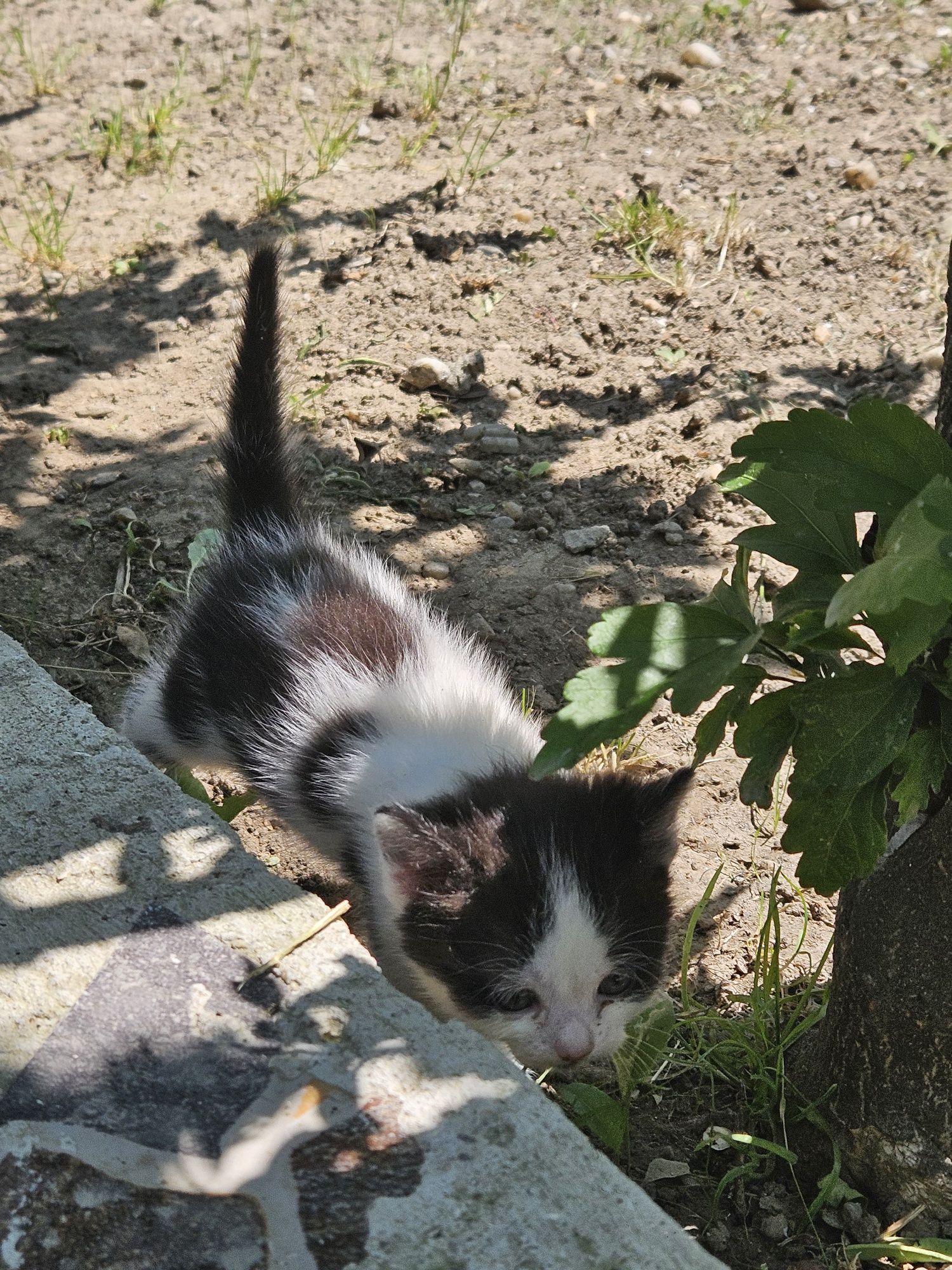 Dau spre adopție două pisici jucăușe