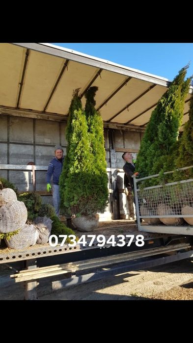 Va oferim o gama foarte mare de plante ornamentale se ofera livrare