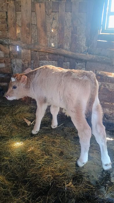 Vand 3 vitei de rasa