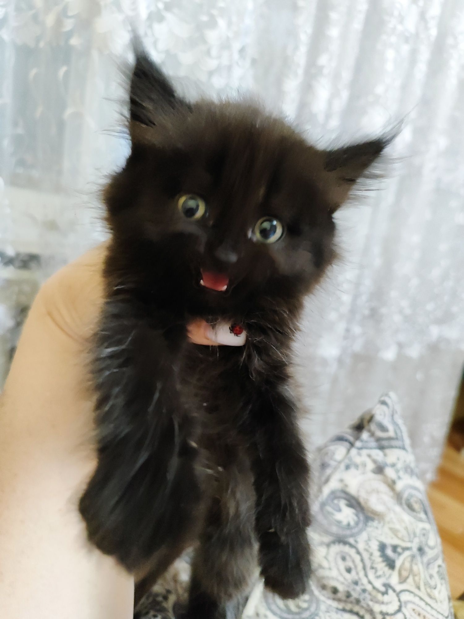 Котята ищут дом!