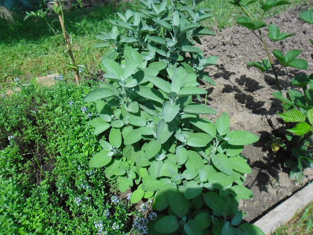 Sirop de salvie, salvia officinalis