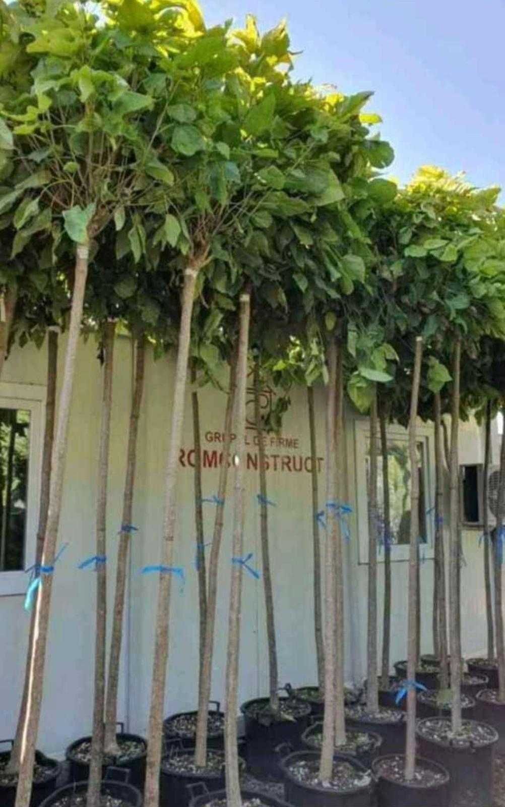 Plante ornamentale direct din pepinieră – fără riscuri!