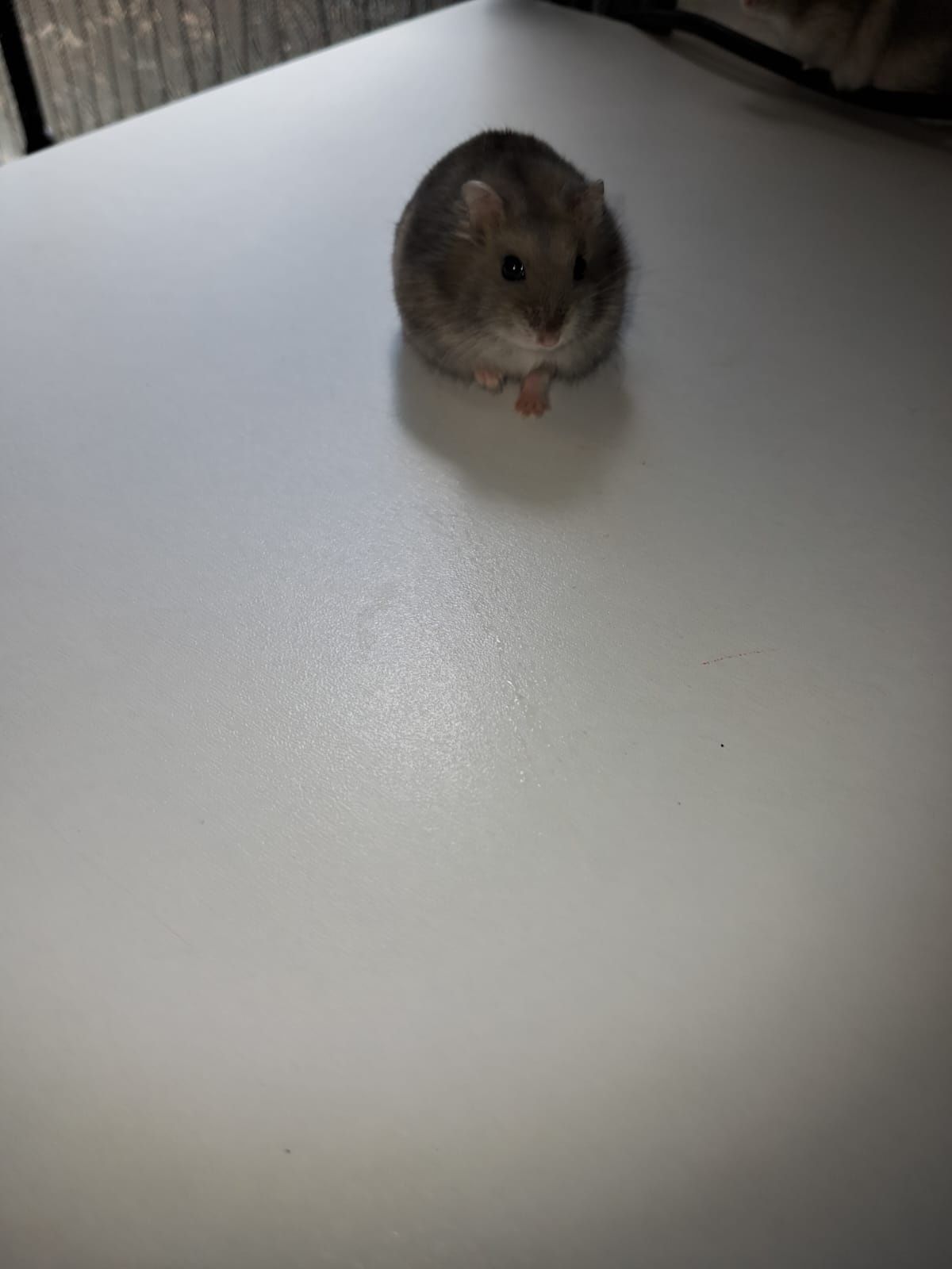 Vand pui de hamsteri