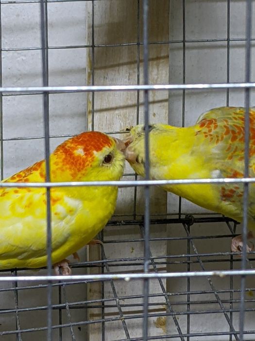 Певчие попугайчики