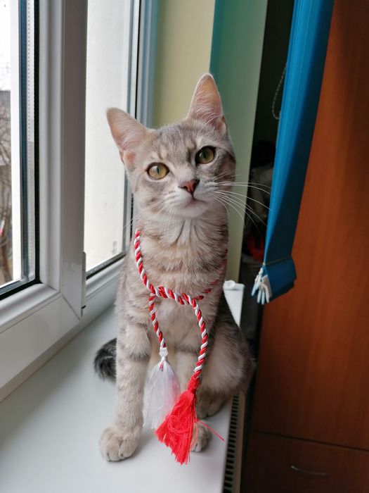 Îngrijire animale de companie – cât ești plecat în vacanță!