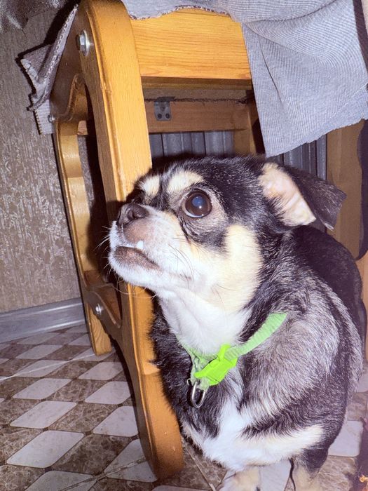 Ищем кобеля для вязки чихуахуа (девочка, 2,5 года)