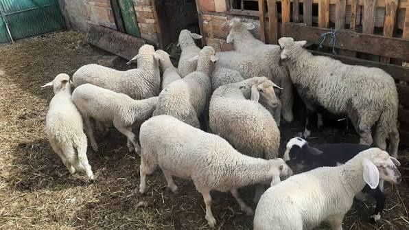 Продавам агнета.