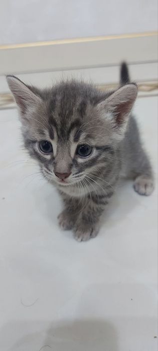 Продаем Бенгалов чистых и смешанных 1 млн ( скидка есть ) 1,5- 2 месяц