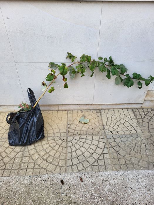 Малина корен -  стар сорт