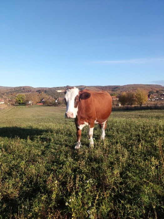 De vânzare vacă baltata