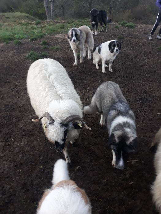 Donez catei pentru paza oilor sau companie