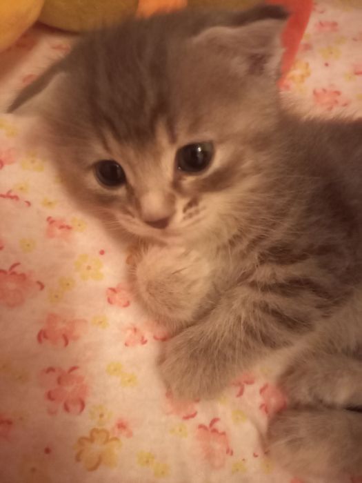 Породистые котята  1 месяц