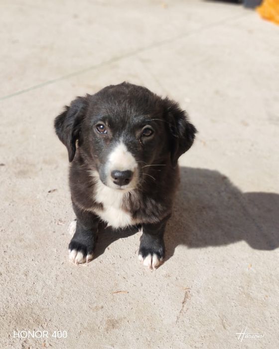 Отдам щенков в хорошие руки