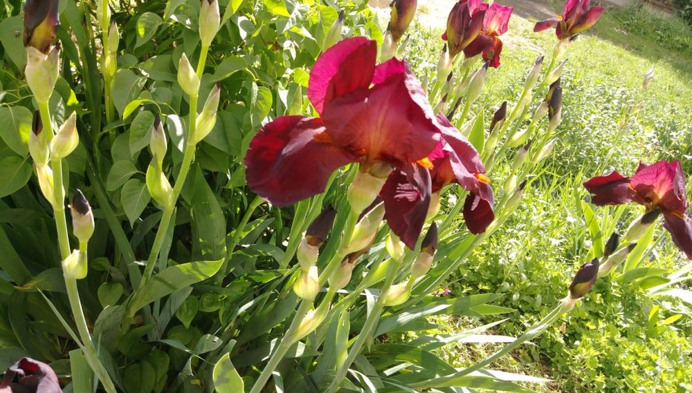 Продавам коренища на цветя Ирис – редки сортове
Цветове: бели, жълти,