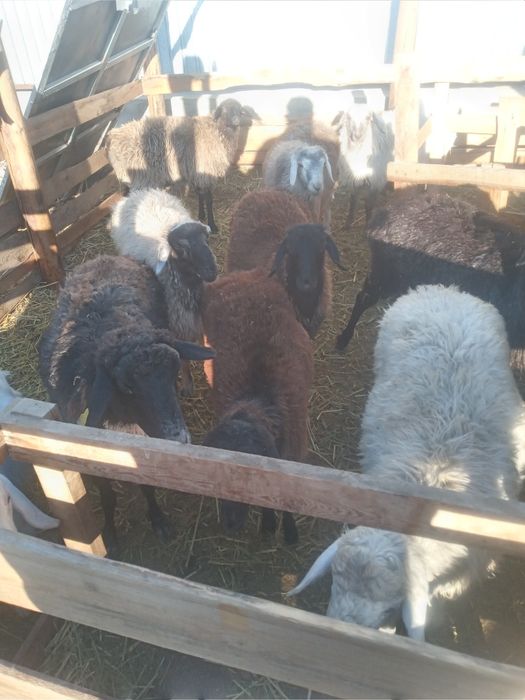 Семіз қой тоқты сатылады 50000