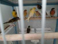 Canari timbrado și arlechini disponibili