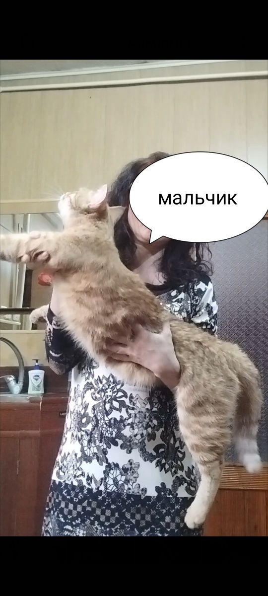 Мейнкун котята подростки