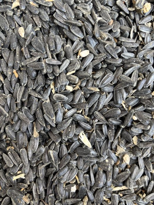 Floarea soarelui de vanzare