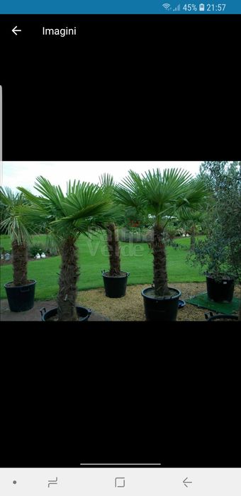 Vindem palmieri de mai multe dimensiuni ce rezistă la -20grade