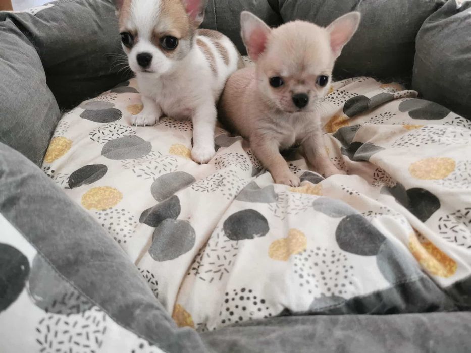 Чихуахуа ИСТИНСКИ - цени ХУБАВИ!!!