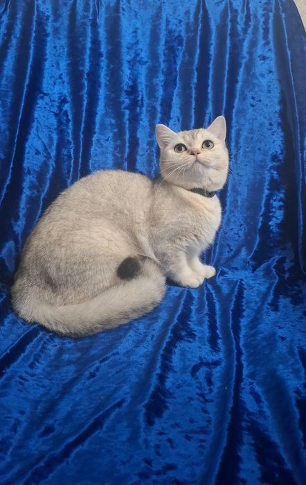 Котята Шотландский скоттиш страйт