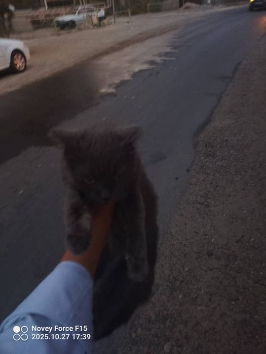 Mushuk British Shorthair