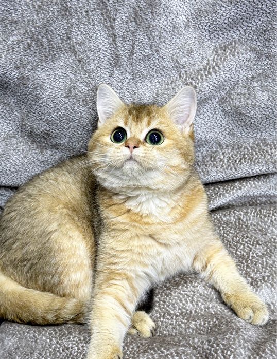 Шотландская золотая шиншилла